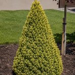 Smrek biely (Picea glauca) ´RAINBOW´S END´ – výška 10-20 cm, kont. C2L